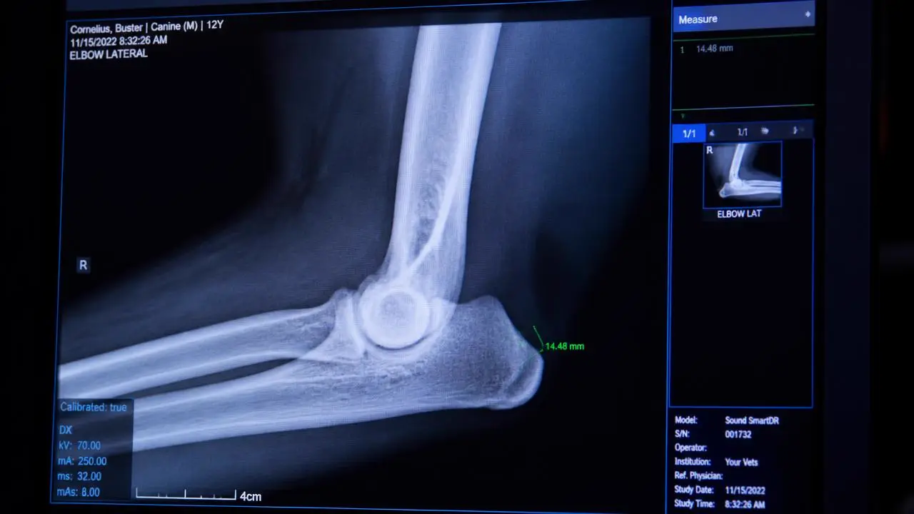 Cover image for the article AI in Veterinary Radiology: What It Cannot Do